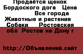 Продаётся щенок Бордоского дога › Цена ­ 37 000 - Все города Животные и растения » Собаки   . Ростовская обл.,Ростов-на-Дону г.